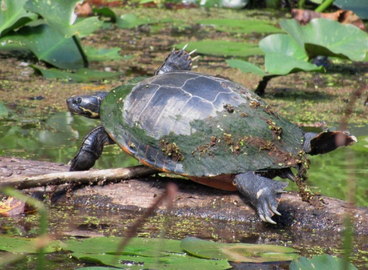 Red-bellied Turtle